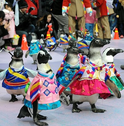 20170722 penguins.jpg